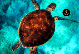 In the early 1980s, the financial markets were buzzing with debates about whether trading was an innate talent or a skill that could be taught.